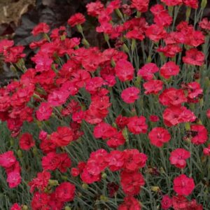 dianthus-frosty-fire-serresbrisebois