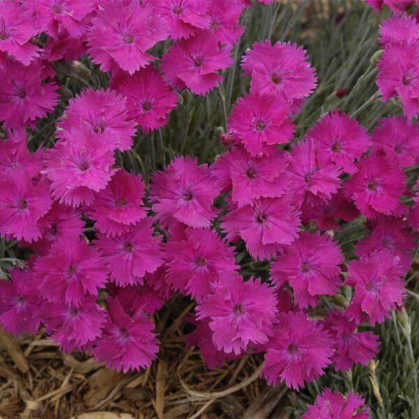 dianthus-grat-neon-star