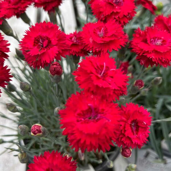 dianthus-marachimo-pw