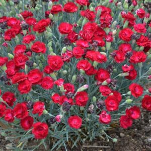 dianthus-pretty-poppers-electric red-rouge