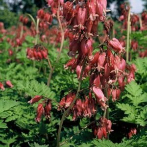 dicentra-formosa-luxuriant-coeur-saignant