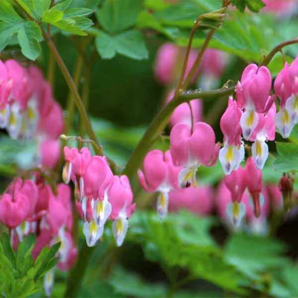 dicentra-spectabilis