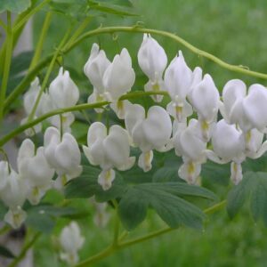 dicentra-spectabilis-alba-blanc-coeur-saignant