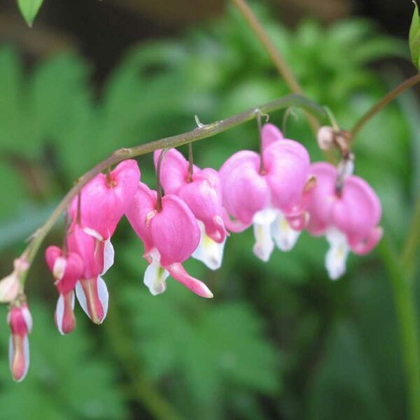 dicentra-spectabilis-dicentra-spectabilis