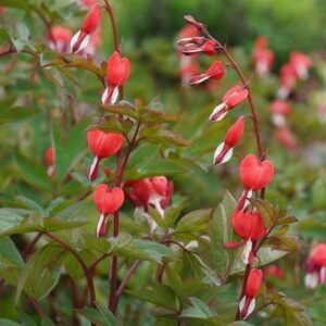 dicentra-spectabilis-valentine