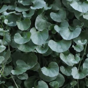 dichondra-silver-argentea-falls