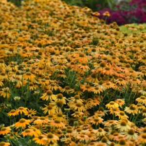 echinacea-artisan-yellow-jaune-ombre