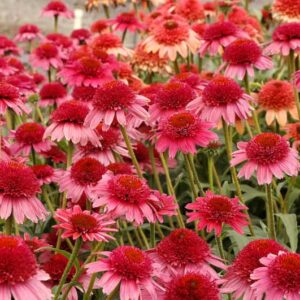 echinacea-cara-mia-carmin