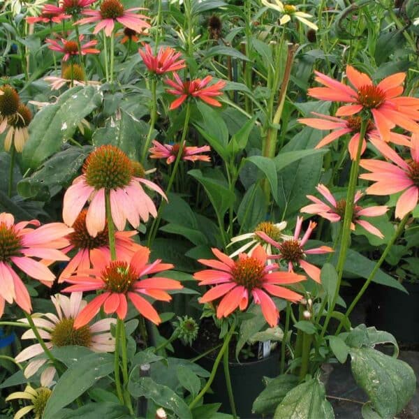 echinacea-kismet-intense-orange