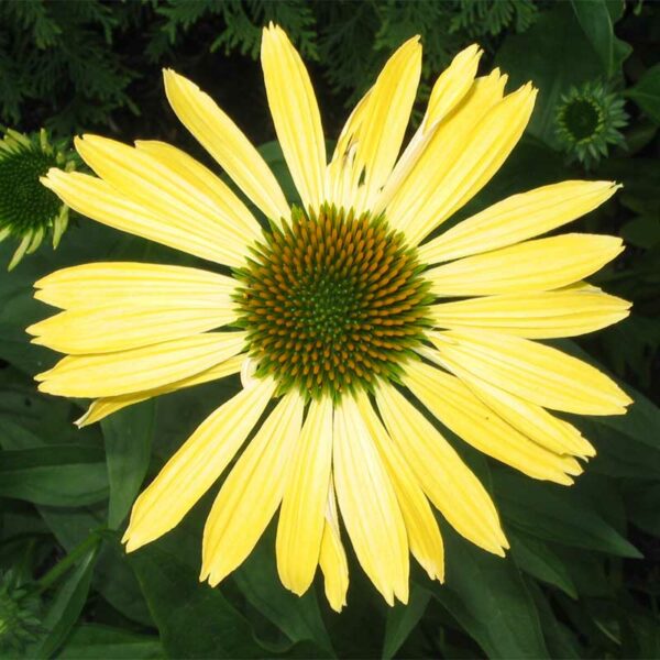 echinacea-kismet-jaune