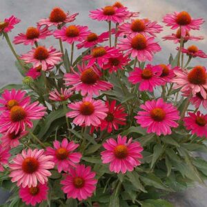 echinacea-kismet-raspberry