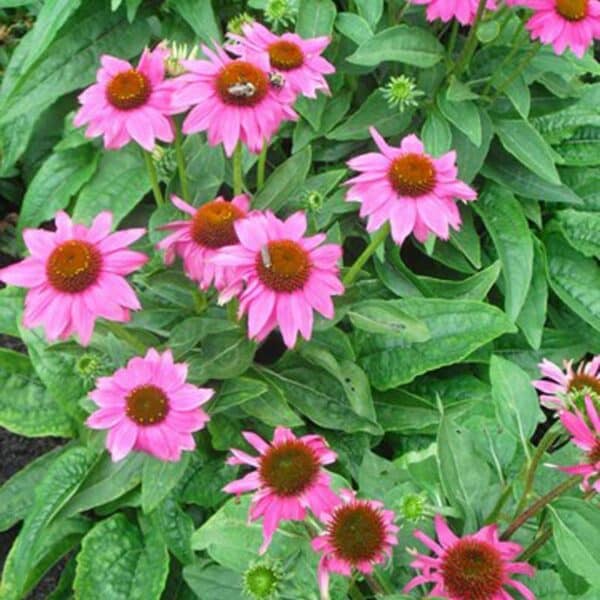 echinacea-pow-wow-wildberry