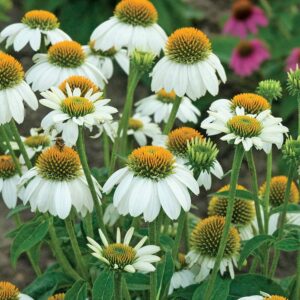 echinacea-purpurea-pow-wow-white-blanc