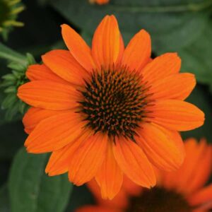 echinacea-sombrero-adobe-orange