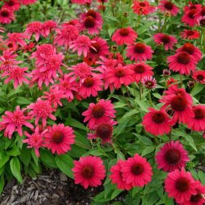 echinacea-sombrero-baja-burgundy