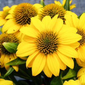 echinacea-sombrero-poco-yellow-jaune