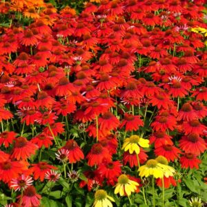 echinacea-sombrero-salsa-red-rouge