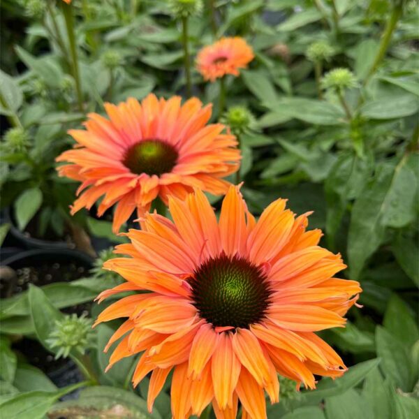 echinacea-sunseekers-rainbow-2