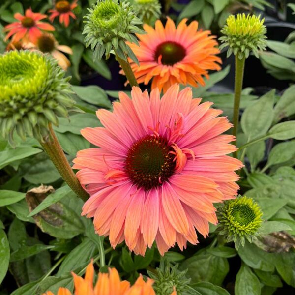 echinacea-sunseekers-rainbow