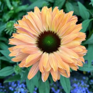 echinacea-sunseekers-saumon