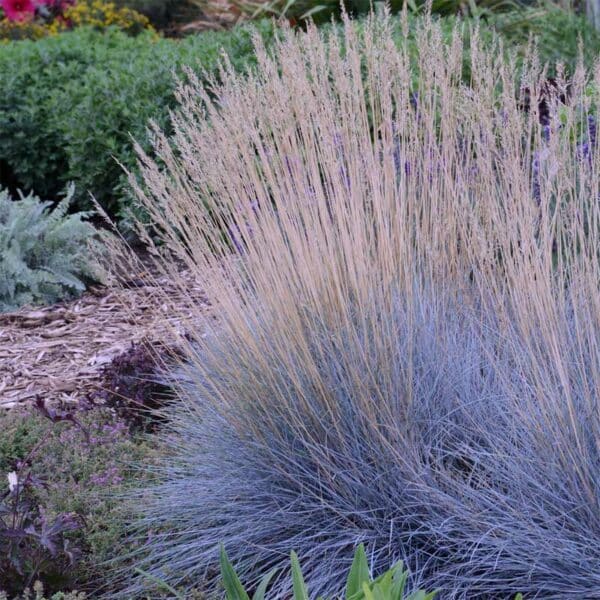 festuca-glauca-elijah-blue