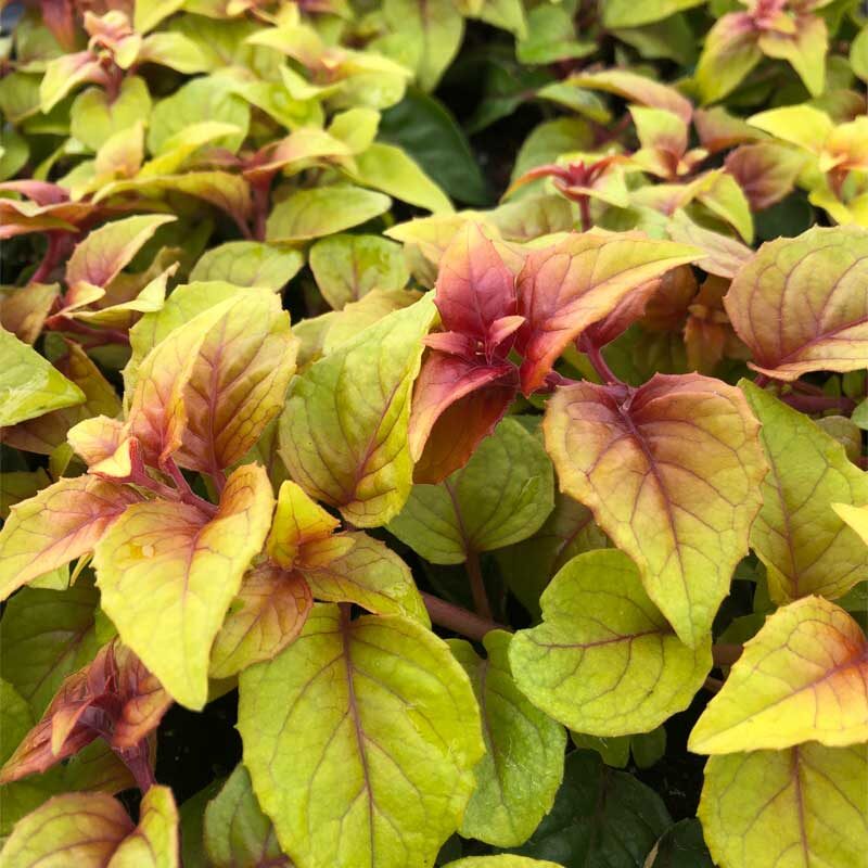 fuchsia-droit-autumnale