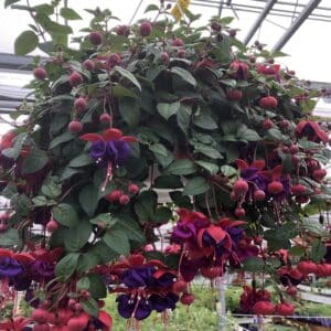 fuchsia-panier-serresbrisebois