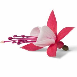 fuschia-bella-evita