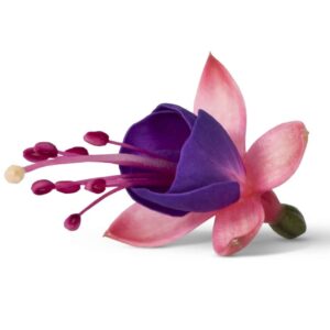 fuschia-bella-mariska