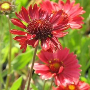 gaillardia-aristata-arizona-burgundy