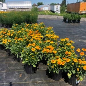 gaillardia-arizona-apricot