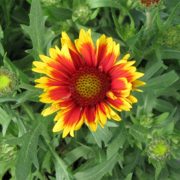 GAILLARDIA ARIZONA - Serres P.Brisebois & fils