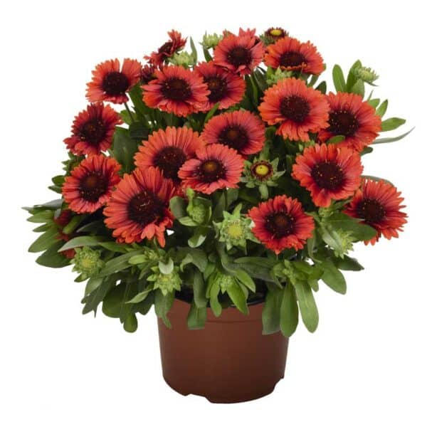 gaillardia-arizona-red-shades