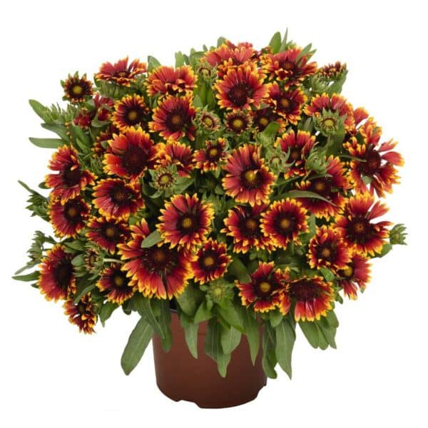 gaillardia-arizona-sun