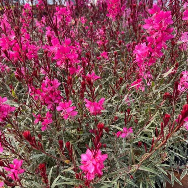 gaura-bantam-iris-pink