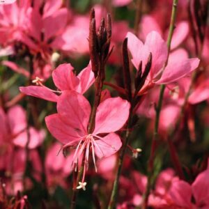 gaura-belleza-lindheimeri-dark-pink-rose