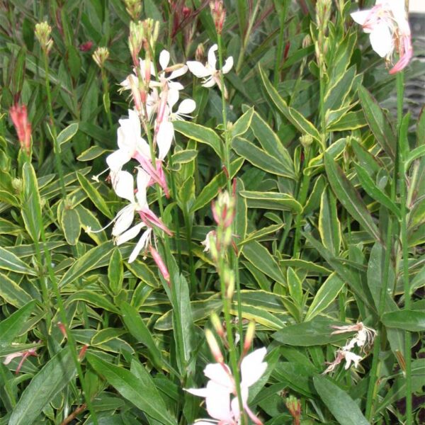 gaura