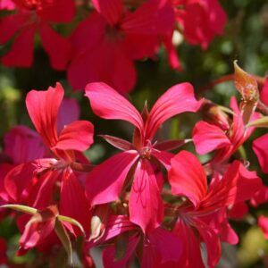 geranium-alpin-mini-cascade-rouge