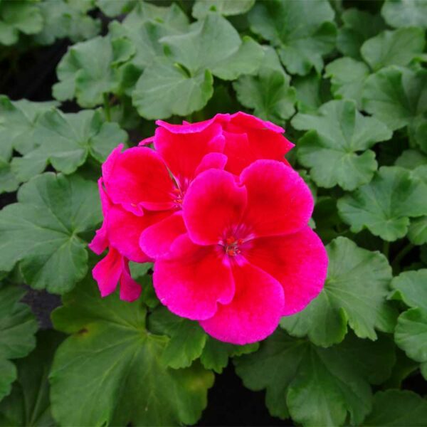 geranium-calliope-crimson-flame