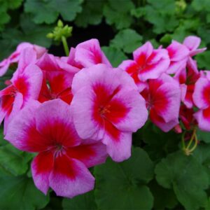 geranium-calliope-rose-mega-splash