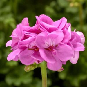 geranium-interspecific-calliope-large-lavender