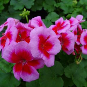 geranium-interspecific-calliope-medium-rose-mega-splash