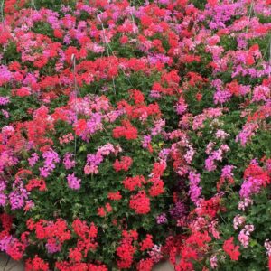 geranium-mini-cascade-paniers-ville