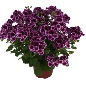 Géranium MosquitAway™ Megan