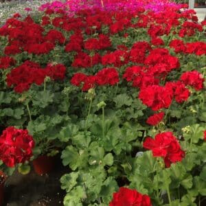 geranium-pelargonium-interspecific-calliope-dark-red-serresbrisebois