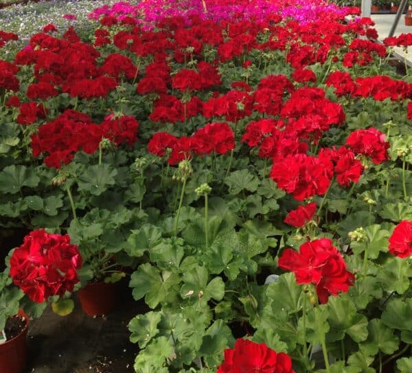 geranium-pelargonium-interspecific-calliope-dark-red-serresbrisebois