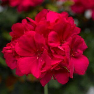 geranium-pelargonium-interspecific-calliope-hot-pink