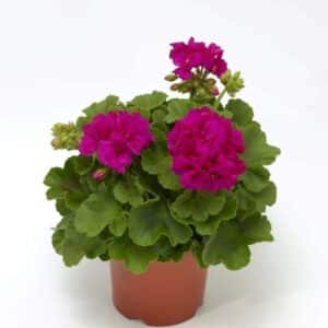 geranium-pelargonium-interspecific-calliope-violet