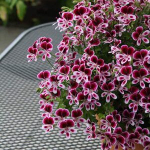 geranium-pelargonium-moskitaway-eva