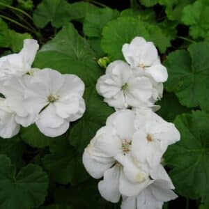 geranium-pelargonium-zonal-blanc